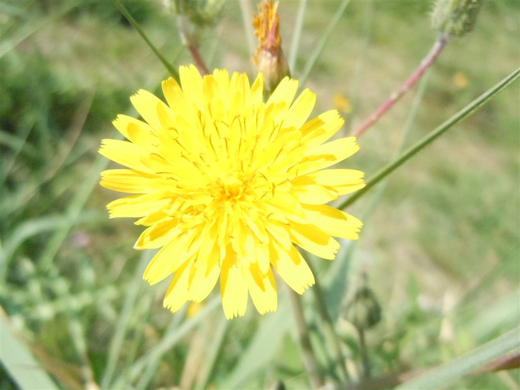 Sonchus??